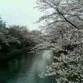 はむら桜まつり