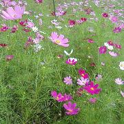 大宮花の丘とマルヤ