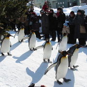 人気の旭山動物園