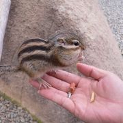 リスの森・飛騨山野草自然庭園