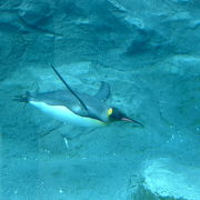 旭川動物園、何度でも行きたい！