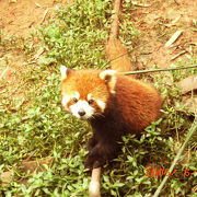 今はやりのレッサーパンダと写真撮りました