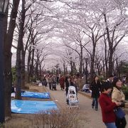 【川口西公園（リリアパーク）】　サクラ色に染まる駅前公園