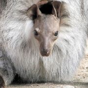 西海市にある超マイナーな動物園「長崎バイオパーク」を紹介します。