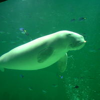 鳥羽水族館