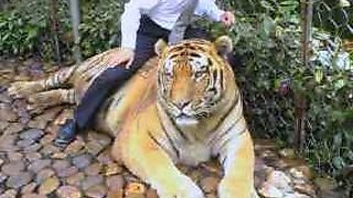 桂林七星公園のトラ