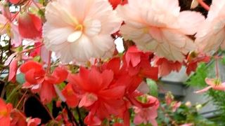 一年中花が綺麗な兵庫県立加西フラワーセンター