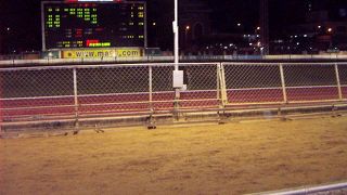 オススメ！ドッグレース