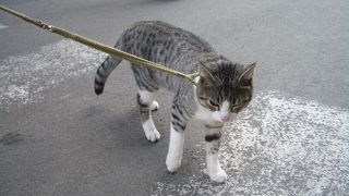 ピサの斜塔で散歩に来ていた猫ちゃん