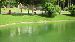 ルンピニー公園のオオトカゲ・その後