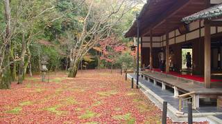 心癒される庭園「高桐院」