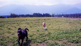 朝霧高原「Field　Dogs　Garden」　ｒｕｎ !  Run!!  ＲＵＮ!!!