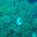 マクタン島のダイビングサービス「Pradaise Gobies Divers」