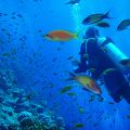 ダイビングショップ「SINAI DIVE CLUB」@シャルム・エル・シェイク