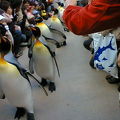 海遊館ペンギンの行進