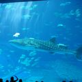 念願の美ら海水族館＾＾ｖｖ