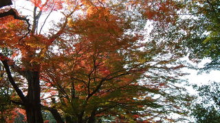 中尊寺と毛越寺の紅葉