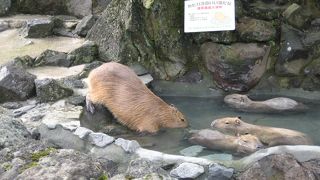 のほほん　カピバラ入浴中　～伊豆シャボテン公園～