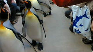 海遊館ペンギンの行進