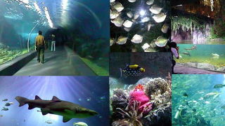 Siam Ocean World Bangkok　水族館　