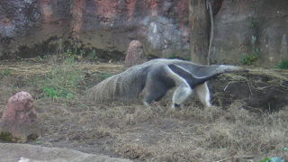 「ゆめばくら」なの。