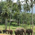 スリランカ／象の孤児園にバスで行く方法