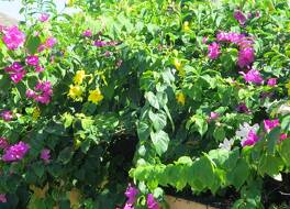 シュガー ベイ クラブ スイーツ & ホテル 写真