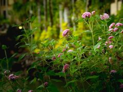 パーム ロイヤル ケアンズ リゾート 写真