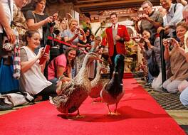 ピーボディ メンフィス 写真