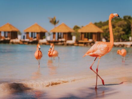 Renaissance Wind Creek Aruba Resort 写真