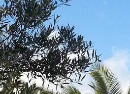 Hersonissos Village Hotel & Bungalows 写真