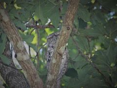 Montville Grove 写真