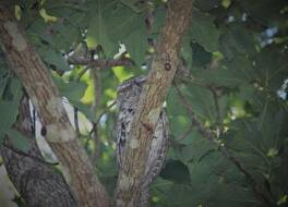 Montville Grove 写真