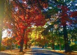 Harrietville Hotel Motel 写真