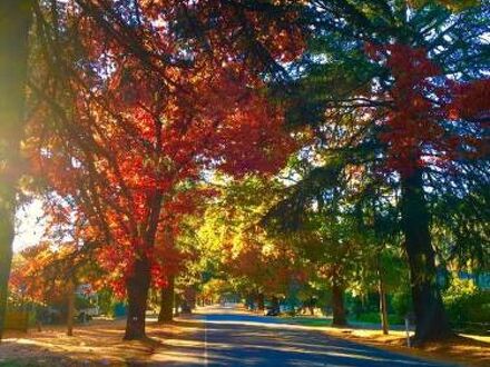 Harrietville Hotel Motel 写真