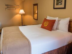 ワイルド ベア イン 写真