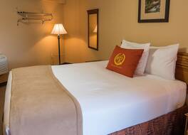 ワイルド ベア イン 写真