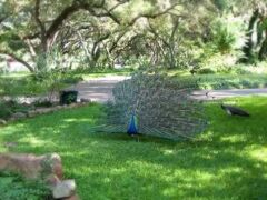 ブリスウッド B&B ランチ 写真