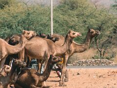 Hotel Tulsi Palace 写真