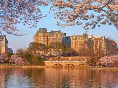 サラマンダー ワシントン D.C 写真