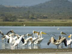 ジャカランダ エレメンタイタ カントリー ロッジ 写真