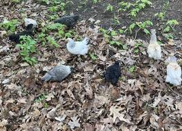 ヴィンテージ イン アット ヴェリタス エステート 写真