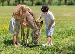 グレコテル LUXME コスタ ボタニカ 写真