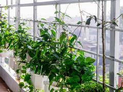 ハノイ ステラ ホテル 写真