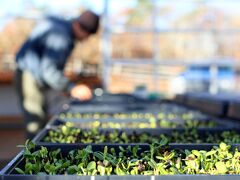 チャタム バーズ イン 写真