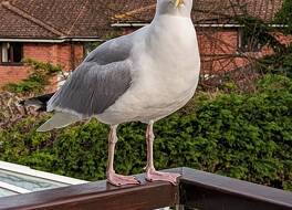 サマーフィールズ ハウス 写真