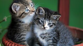 シティ エクスプレス プエブラ