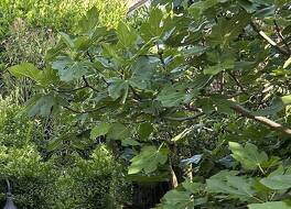 ラ ヴィラ カルカソンヌ 写真