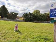 キャンドルウッド スイーツ ロックフォード by IHG 写真