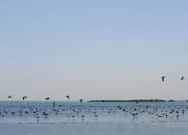 Flamingo Beach Hotel 写真